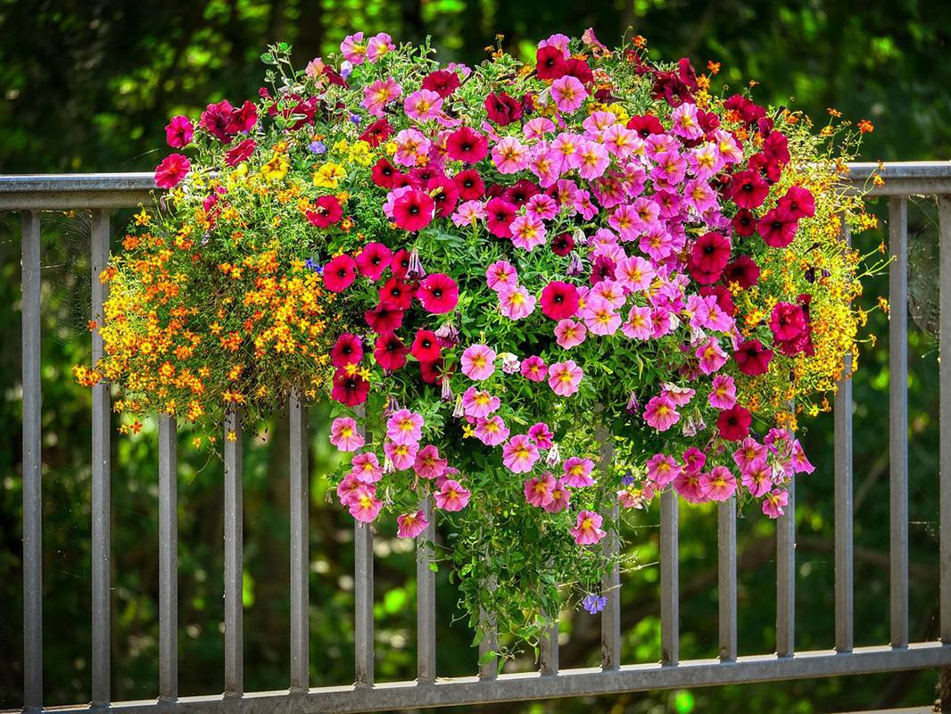 petunias-para-balcones