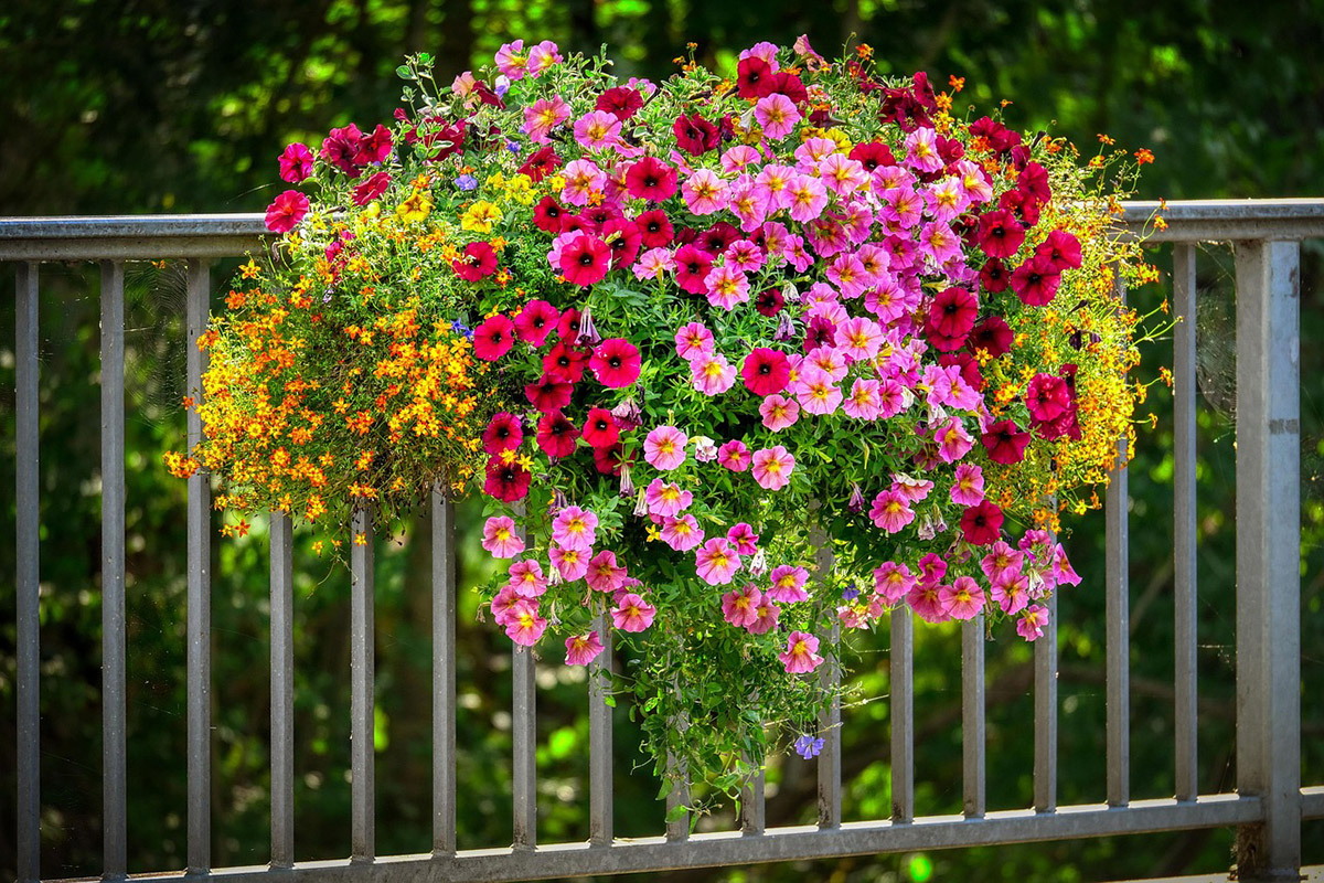 petunias-para-balcones