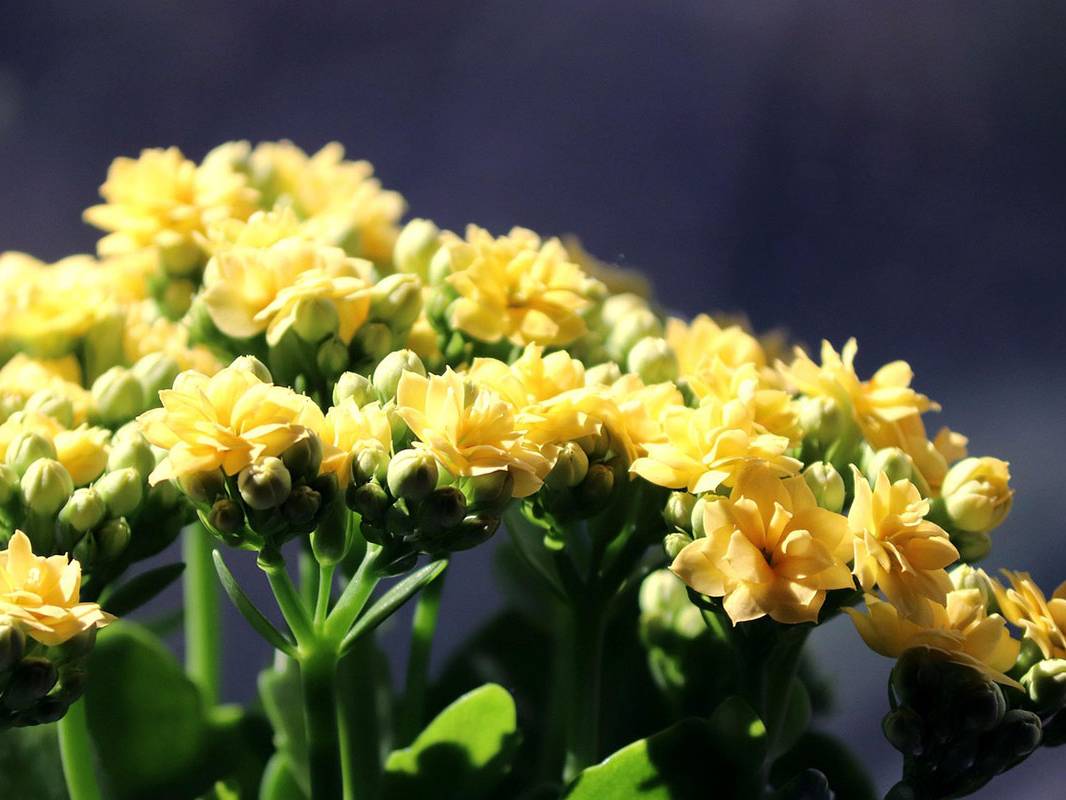 beneficios de trasplantar en primavera