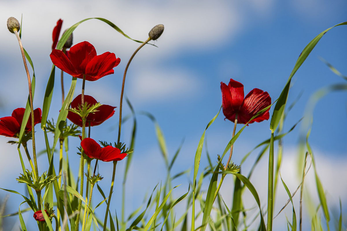 como trasplantar una planta en primavera