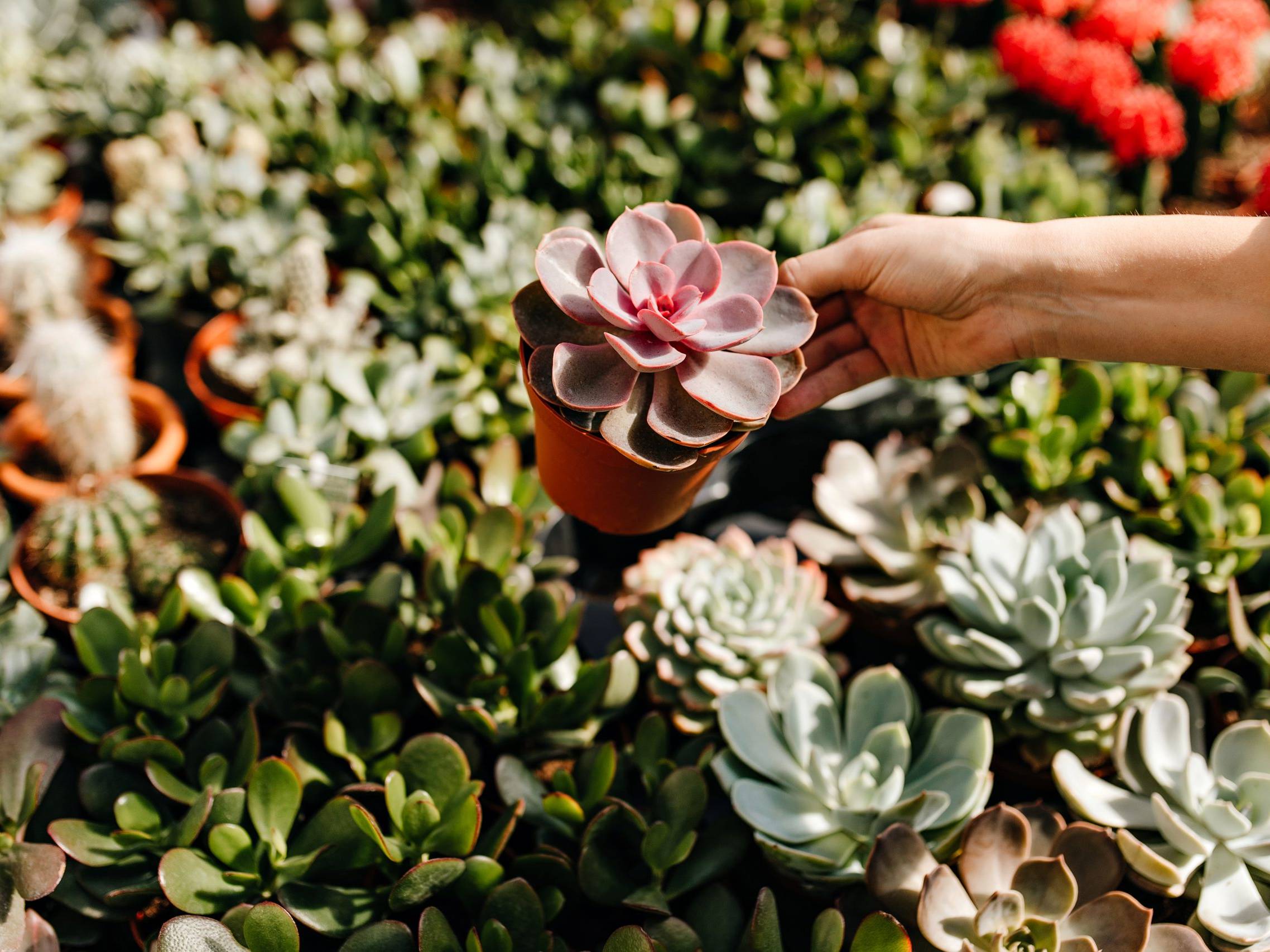 Tipos de cactus: La variedad de Agrojardín